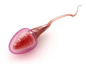 Sperm