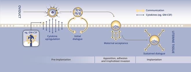 EMBRYOLOGY-FLOW-CHART.