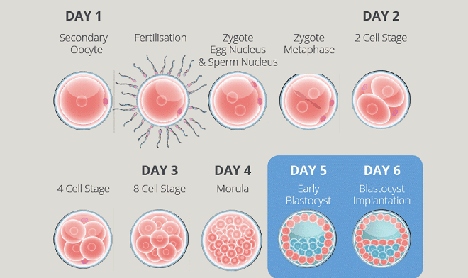 Embryo_stages